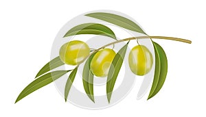 Green olives on branch