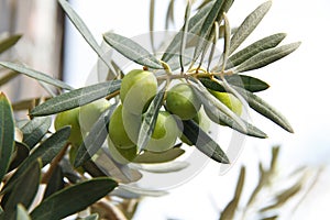 Green olives branch