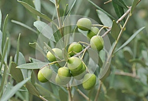 green olives on branch