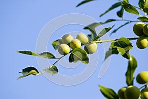 Green olives branch.