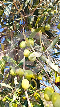 Green olives on branch with blue sky background