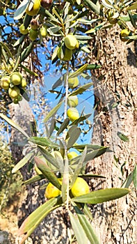 Green olives on branch with blue sky background