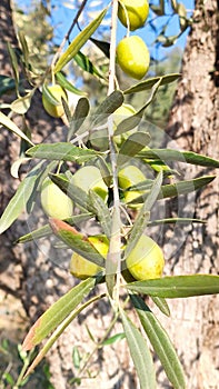 Green olives on branch with blue sky background