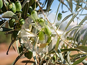 Green Olives on a branch. Close up green olives and leaves on a tree
