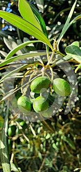 Green olives on a branch. Olive Tree.