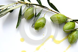 Green olives branch with rain drops.