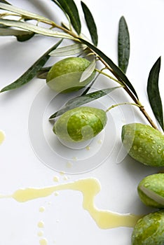 Green olives branch with rain drops, wet, isolated on white background with shadows.