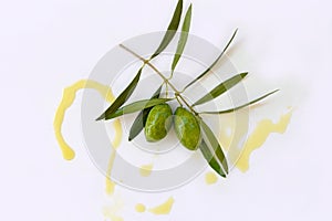 Green olives branch with rain drops, wet, isolated on white background
