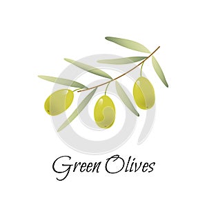 Green Olives Branch, vector logo, label, illustration.