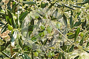 Green Olives on a branches