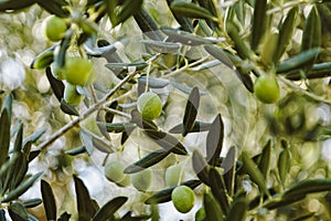 Green Olives on a branches