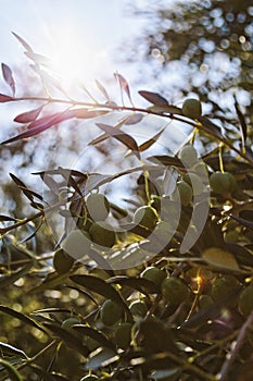 Green Olives on a branches