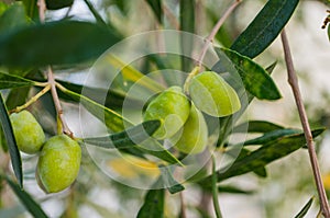 Green olives on branches close up. Soft focus