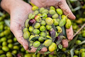 Green olives in farmer hands