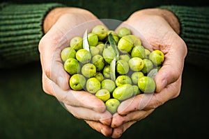 Green olives in farmer hands