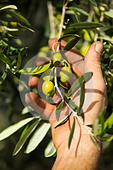 Green olives in farmer hands