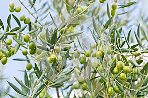 Green olives fruits hanging on tree branch, detail view
