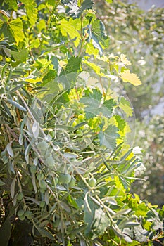 Green olives and grapevine on a sunny summer day close-up