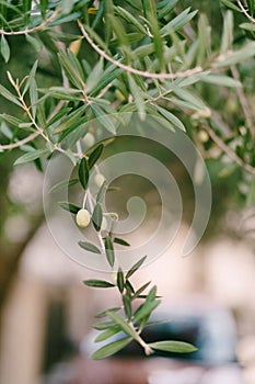 Green olives hang on a tree branch among foliage
