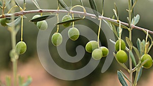 Olives hanging from an olive branch photo