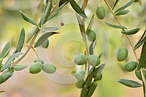 Olives hanging from an olive branch photo