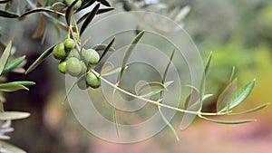 Olives hanging from an olive branch photo