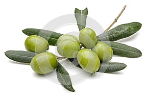 Zelený olivy listy na bielom 