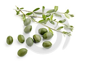 Green olives with olive branches