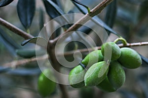 Green Olives on an olive tree