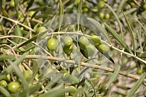 Green olives on olive tree branch in nature, Istria, Croatia