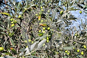 Green olives in a olive tree branch. Olive tree with green olives, close up. Concept of olives, tradition.