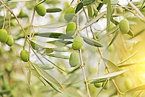 Green Olives or Olives Grow on the Branch in the Sun`s rays in t