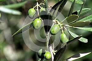 Green olives in the process of maturing in the olive tree