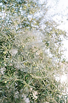 Green olives ripen on tree branches in the garden