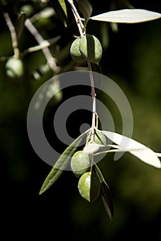 Green olives ripening on tree