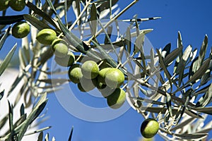 Green olives rippening on the branch