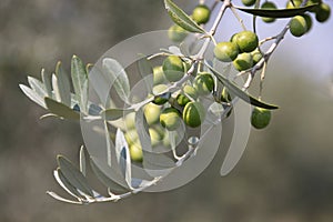 Green olives on the tree