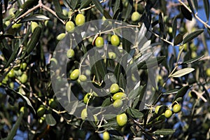 Green olives on the tree
