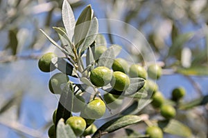 Green olives on the tree