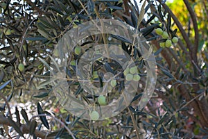 Green olives on tree in autumn