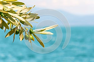 Green olives tree branch