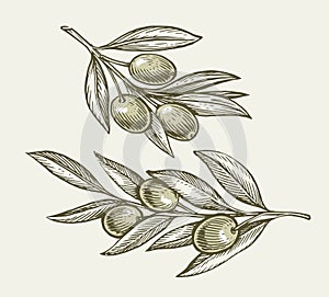 Green olives on tree branch with leaves. Agricultural ripe plant. Hand drawn engraved sketch vector illustration