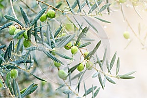 Green olives tree, few branches. Young olive tree with leaves, natural agricultural food background.