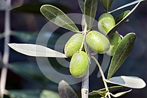 Green Olives Tree ready for autumn harvest