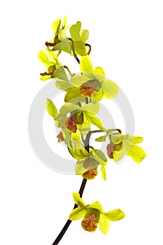 Green Oncidium Orchid