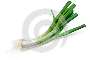 Green onion photo