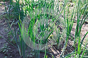 The green onion on the bed in the garden in the summer