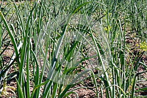 Green onion bushes growing in the garden