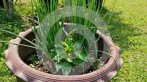 Green onion and Chili tree on plant pot in the vegetable garden.