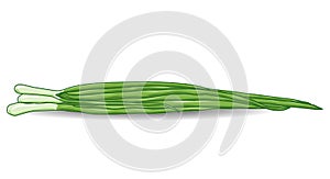 Green onion chives over white